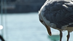 Larus argentatus