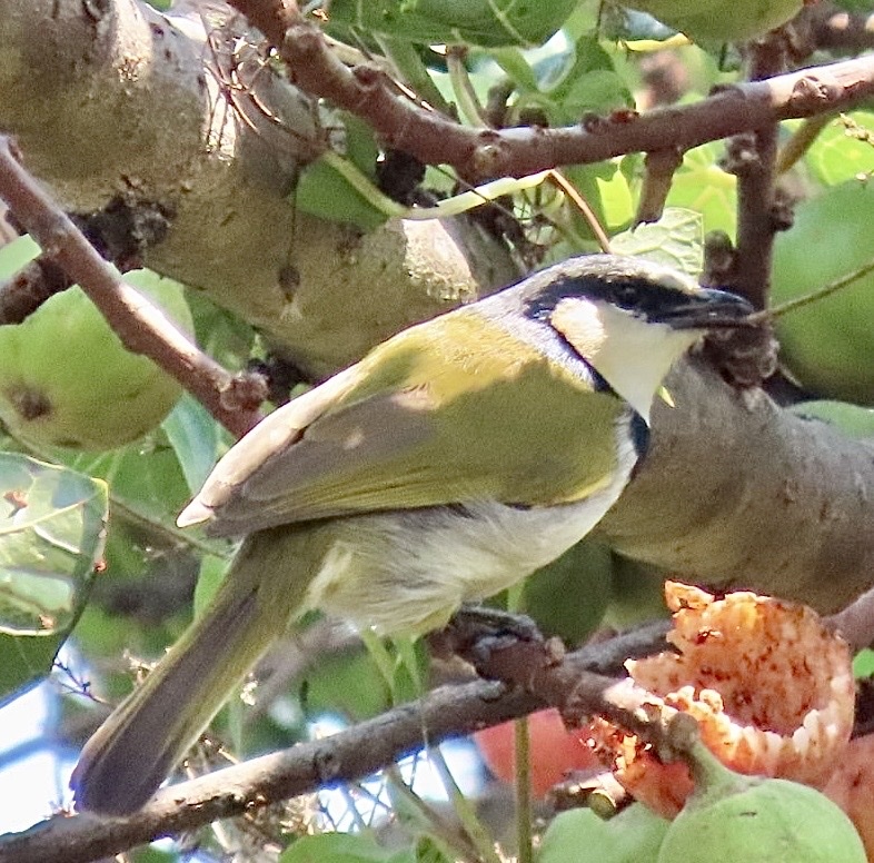 Black-collared Bulbul (Neolestes torquatus), photo 1