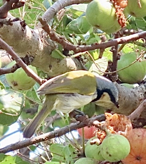 Black-collared Bulbul (Neolestes torquatus), photo 8