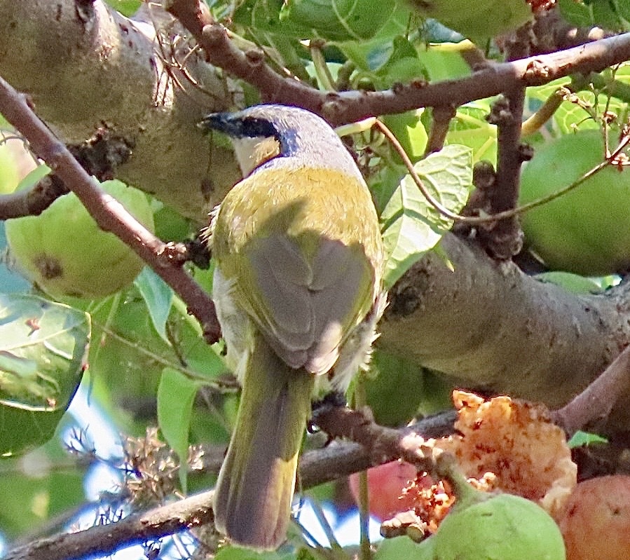 Black-collared Bulbul (Neolestes torquatus), photo 7