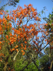 Erythrina falcata