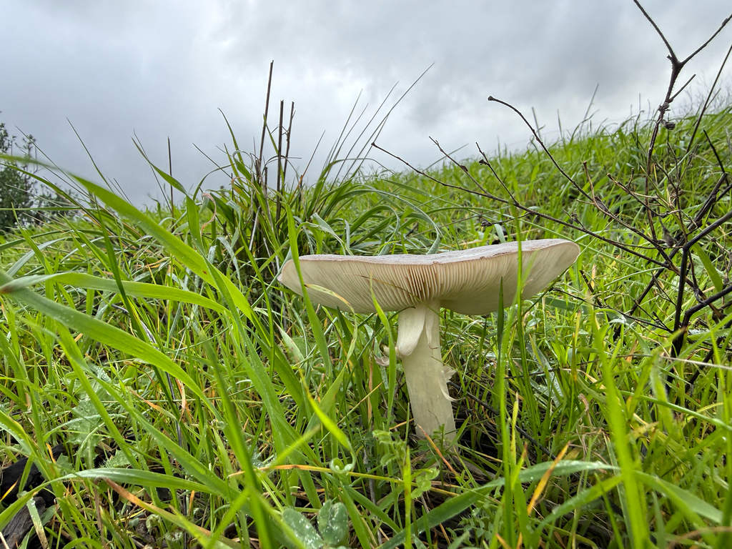 Volvopluteus gloiocephalus · December 2025 · photo: © theabobea (iNaturalist, cc0)