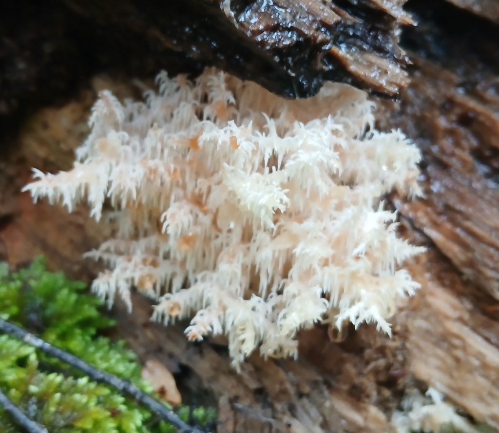 Hericium novae-zealandiae · December 2025 · photo: © claire_grace83 (iNaturalist, cc-by)