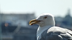 Larus argentatus