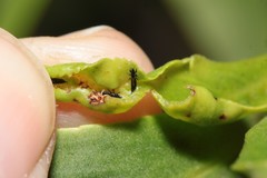 Klambothrips adelaideae
