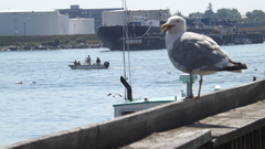 Larus argentatus