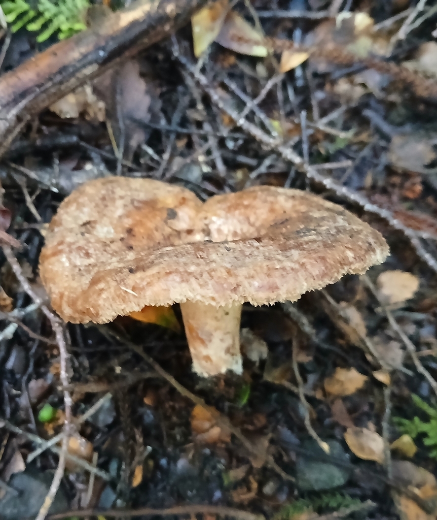 Lactarius tawai · December 2025 · photo: © claire_grace83 (iNaturalist, cc-by)