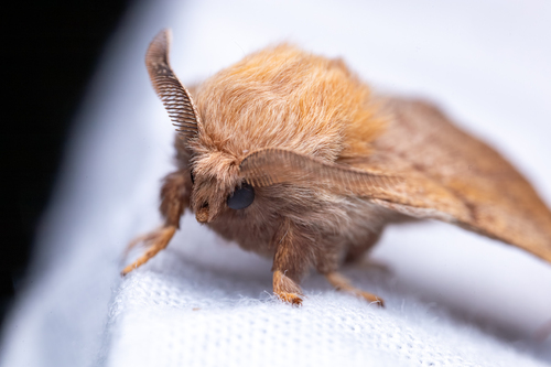 Forest Tent Caterpillar Moth, The Crossings, Lethbridge, AB, Canada, photo 9 of 10