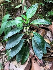 Pentaphragma ellipticum