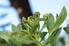 Klambothrips adelaideae