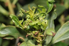 Klambothrips adelaideae