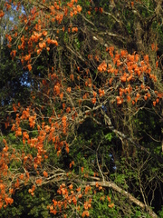 Erythrina falcata