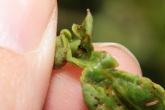 Klambothrips adelaideae