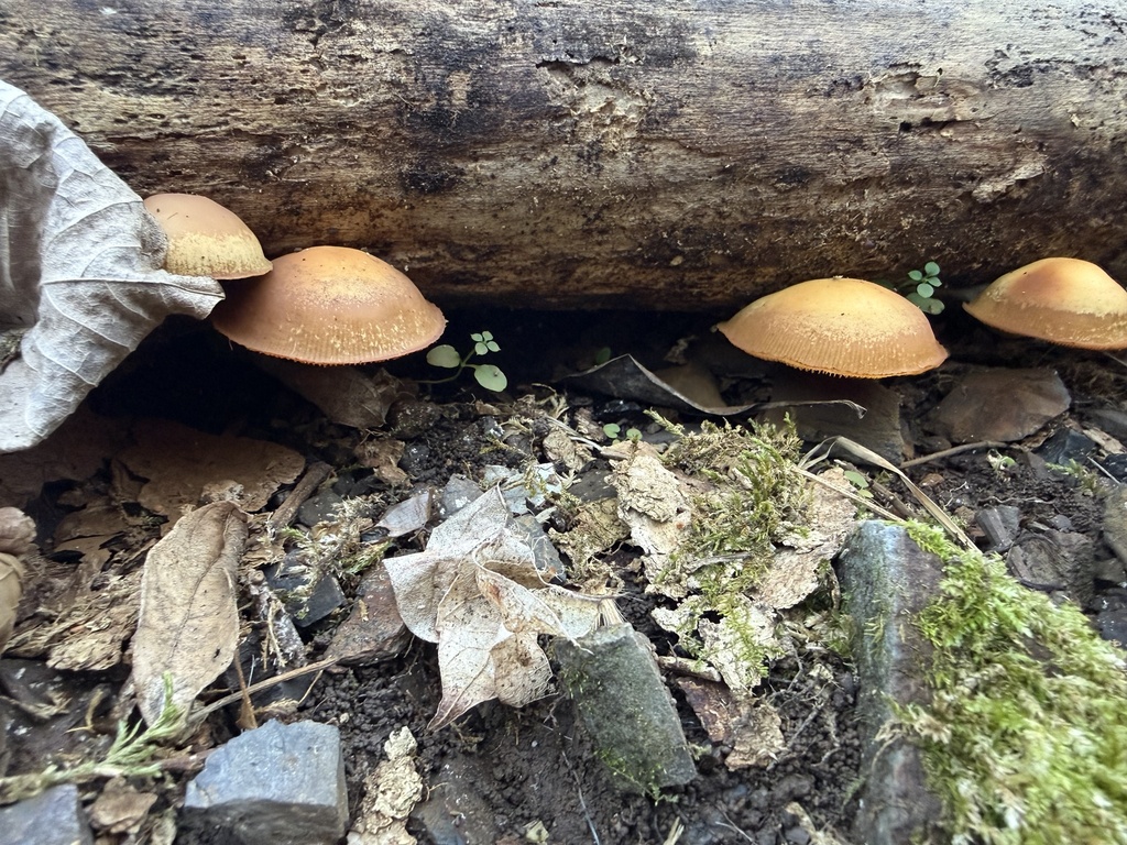 Galerina marginata · December 2025 · photo: © ashleyrsteel (iNaturalist, cc-by)