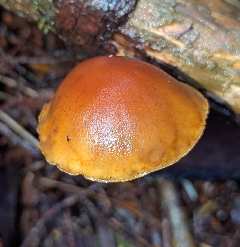 Gymnopilus sapineus · December 2025 · photo: © benkeen (iNaturalist, cc0)