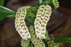 Pentaphragma ellipticum