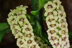 Pentaphragma ellipticum