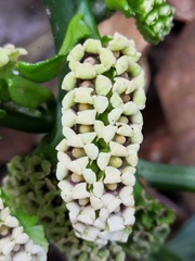 Pentaphragma ellipticum