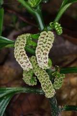 Pentaphragma ellipticum