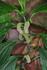 Pentaphragma ellipticum