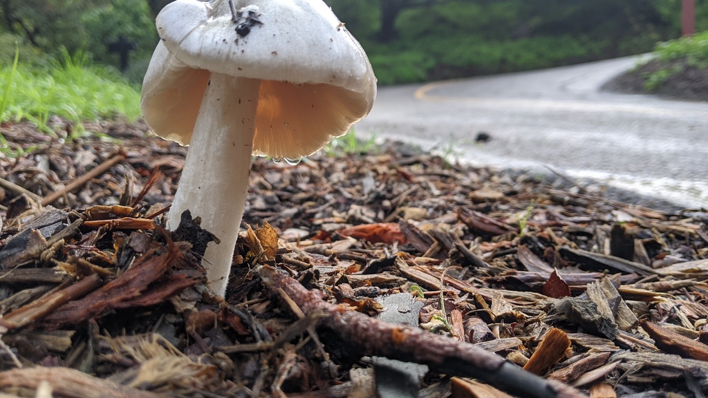 Volvopluteus gloiocephalus · December 2025 · photo: © georgewilliams1 (iNaturalist, cc0)