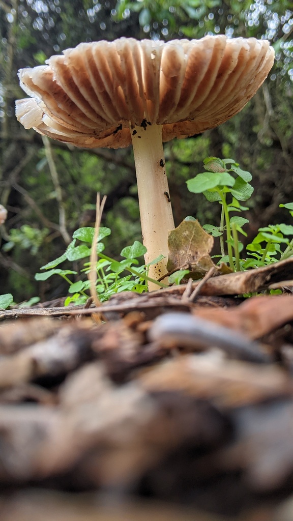 Volvopluteus gloiocephalus · December 2025 · photo: © georgewilliams1 (iNaturalist, cc0)