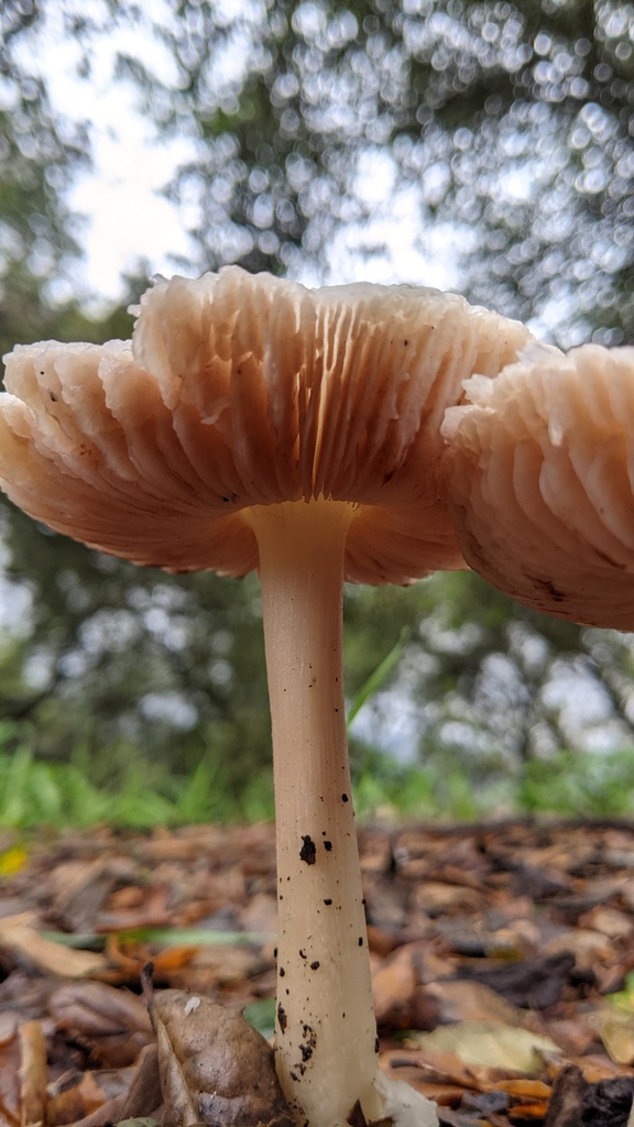 Volvopluteus gloiocephalus · December 2025 · photo: © georgewilliams1 (iNaturalist, cc0)