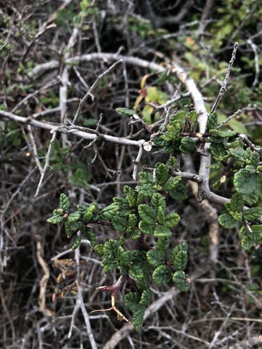 Ceanothus impressus