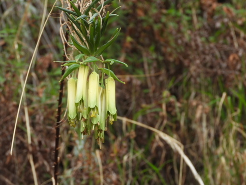 Bomarea involucrosa (Bomarea involucrosa)