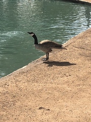 Branta canadensis