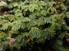 Hymenophyllum caespitosum