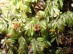 Hymenophyllum caespitosum