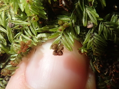 Hymenophyllum caespitosum