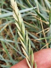 Thinopyrum acutum