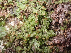 Hymenophyllum caespitosum