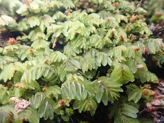 Hymenophyllum caespitosum