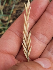 Thinopyrum acutum