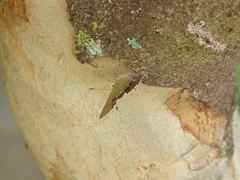 Electrostrymon endymion