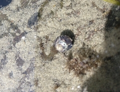 Micrelenchus huttonii