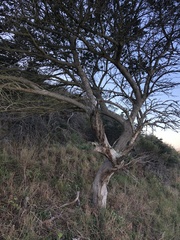 Ceanothus thyrsiflorus griseus