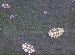 Nipaecoccus aurilanatus