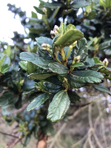 Ceanothus griseus, photograph 2