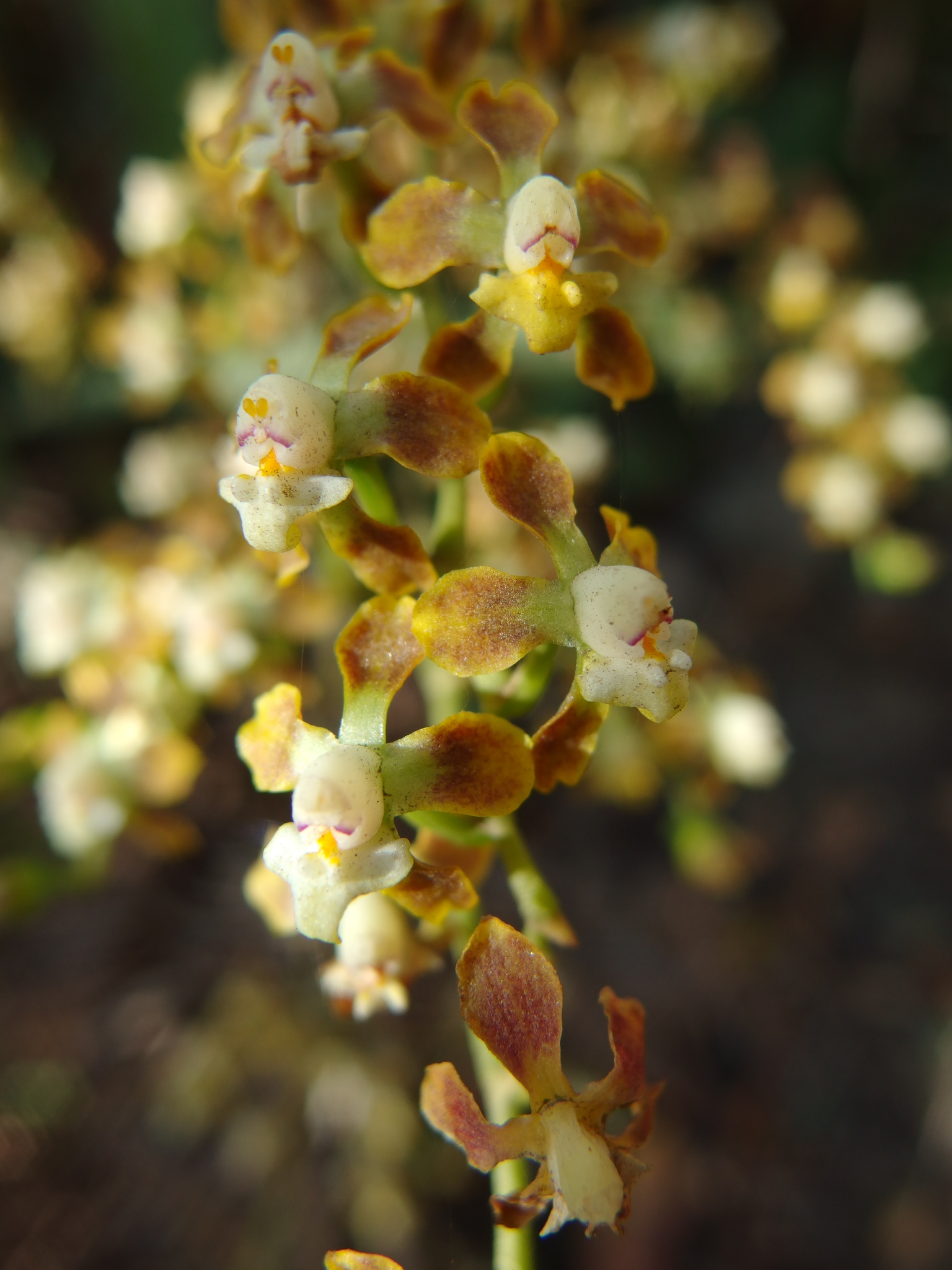 Cyrtochilum parviflorum (Lindl.) Kraenzl. 2
