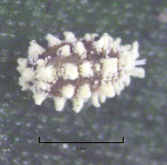 Nipaecoccus aurilanatus