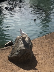 Columba livia domestica