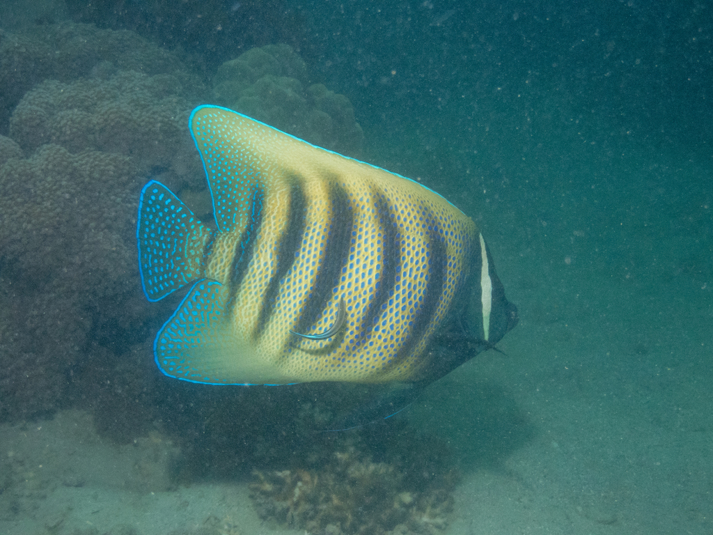 Photo of Six-barred Angelfish (Pomacanthus sexstriatus)