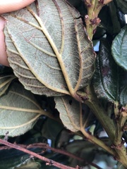 Ceanothus thyrsiflorus griseus