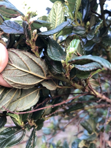 Ceanothus griseus, photograph 4