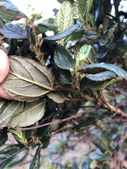 Ceanothus thyrsiflorus griseus