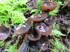 Pseudoplectania melaena
